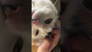 Met my aunts cat this is what happens [upl. by Schecter]