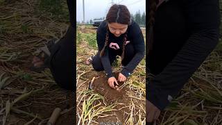 Amazing Garlic 🧄🧄 Harvesting from Farm by Rural Farmer shorts garlic amazing youtubeshorts [upl. by Aineles]