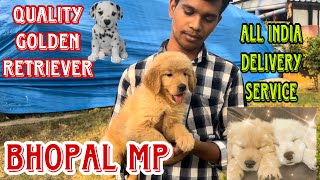 भोपाल DOGS 🐕 MARKET 2024  LOW PRICE DOG 🐕 FOR SALE IN BHOPAL MP [upl. by Dnartreb476]