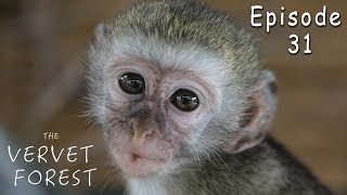 Vervet Monkeys Fight When New Orphan Baby Monkey Meets Foster Mom  Ep 31 [upl. by Rigby]