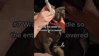 How to post Cane Corso ears Tape Method canecorso italianmastiff earcropping eartaping [upl. by Valley]