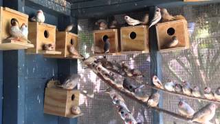 Zebra finches mutations [upl. by Cyndia]