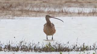 Longbilled Curlew [upl. by Peirsen]