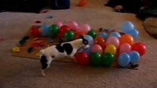 Dog vs Balloons [upl. by Ladd613]