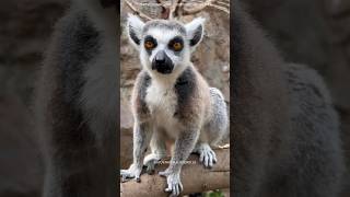 Lemur  science sciencefacts intrestingfacts [upl. by Artined]