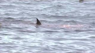 sea lion is attacked by white shark at Farallon Islands [upl. by Meeki497]