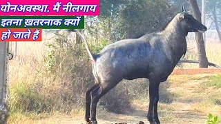 How the young Nilgai Walking here and there [upl. by Niels]