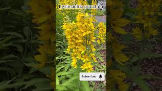 Lysimachia punctata plantscollection flowers naturalflowers lysimachia garden nature plants [upl. by Attiuqram540]