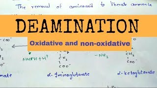 Deamination  Oxidative and nonoxidative deamination [upl. by Haeluj296]