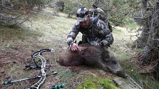 Caza con arco del jabali a rececho 2016Bow hunting wild boar 2016 [upl. by Ule]