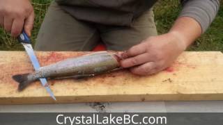 How to Fillet Rainbow Trout easy and in 30 seconds or less [upl. by Niwri]