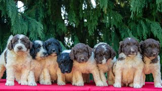 Darling Newfypoo Puppies Located In Ohio [upl. by Honorine]