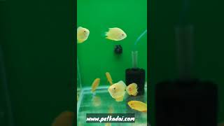 Severum yellow and red spotted on stock aquariumshop aquariumfishfish [upl. by Procter472]