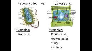 Cell Types and Cell Structure [upl. by Pren915]