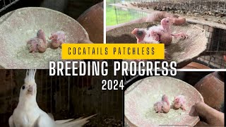 Cocatails Patchless Breeding Progress 2024  Cocatails care  Cocatails Breeding [upl. by Remliw]