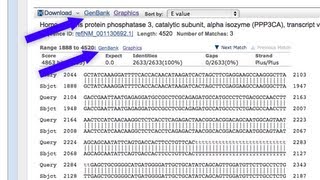 BLAST New Results Format Oct 2012 [upl. by Butler]