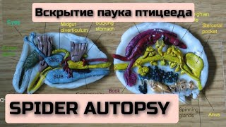 Вскрытие паука птицееда Spider autopsy tarantula птицеед [upl. by Thorma663]