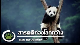 สารคดีท่องโลกกว้าง ตอน หมีแพนด้ายักษ์ [upl. by Graehl]