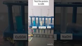 Biuret test  Test of protein in milk science shortsyoutube experiment shorts proteintest [upl. by Nevi]