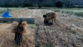 Harvessting wheat and barley by hand and separating the wheat from the cluster with a combine [upl. by Aytida]