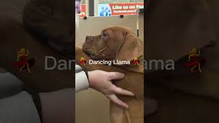 So we went to PetLand today and yea 😂 funny animals puppy fyp trending cute [upl. by Yaner95]