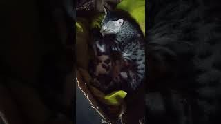 cute video 😘😘😘😘cat sorts funny [upl. by Taft]