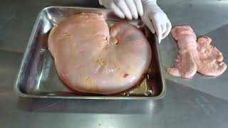 Practical Demonstration of Pregnancy Diagnosis in Bovine veterinaryeducation anatomy pregnancy [upl. by Nylqcaj]