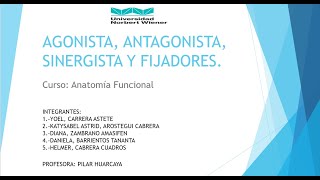 AGONISTA ANTAGONISTA SINERGISTA Y FIJADORES ANATOMIA [upl. by Pasho]