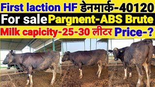 Hf first laction cow for sale।Rahar dairy farm hanumangarh।Denmark40120 की बछड़ी pargnentAbs brute [upl. by Pamelina278]