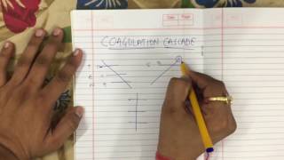 SIMPLEST coagulation cascade in less than 1 min [upl. by Stanwin]