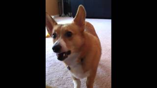 Corgi Barking [upl. by Finlay]