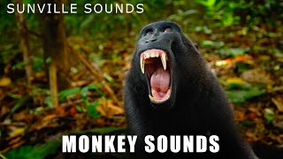 Monkey Sounds  Wilder Sounds Of Nature  Peters World Animal Sounds [upl. by Shig]