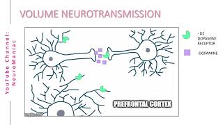 NEUROSCIENCE  WHAT IS VOLUME NEUROTRANSMISSION [upl. by Teerprah970]