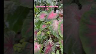 smallest caladium balconygarden garden beautifulhomegarden gardening gardeningideas [upl. by Amedeo554]