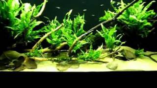 Asian Tank  Trigonostigma Hengeli [upl. by Sandy349]