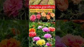 Portulaca grandiflora plant care 502 shorts [upl. by Notliw]