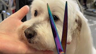 Grooming a Coton du Tulear  One of our favorite breeds [upl. by Gone]