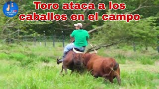 TOROS BRAVOS EN PROCESO DE BAÑADO  TORO ATACA A LOS CABALLOS EN EL CAMPO [upl. by Sonni]