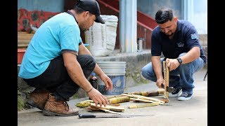 EXTRACCIÓN DE HORMONAS DE BAMBÚ Y CANAVALIA PARA ELABORAR BIOESTIMULANTES [upl. by Diet]