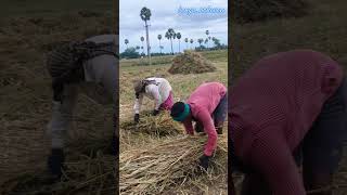 தட்டு கட்டுதல்sorghum cultivationsorghum farmingsorghumharvestingfodderproductiondryfodder [upl. by Cardie]