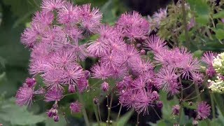 Thalictrum aquilegifolium o Talictro  Decogarden  Jardinatis [upl. by Riplex699]