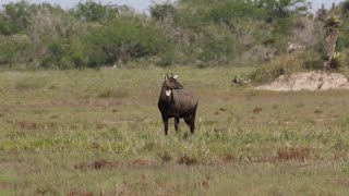 Nilgai hunt with Double Shot Outfitters [upl. by Suoivatra]