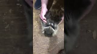 Raccoon Baby Getting Tickled 😀 [upl. by Yeta111]