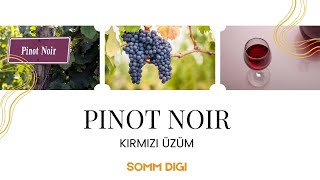 Şarap Öğrenme  Kırmızı Üzümler Pinot Noir  Kapsamlı  şarap [upl. by Norraa907]