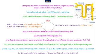 Urea and Renal Medullary Interstitial Hyperosmolarity Chapter 29 part 4 Guyton and Hall Physiology [upl. by Candy]