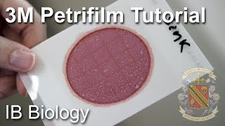 How to Use a Petrifilm Count Plate  Biology Lab Techniques [upl. by Gentille866]