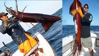 Amazing Giant Squid Catching in The Sea Fastest Big Squid Packing Processing Factory [upl. by Kassity868]