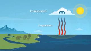 How does rain form and what is the water cycle [upl. by Alamap]