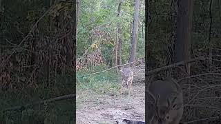 11 pointer on trail camera tactacam hunting [upl. by Madeleine]