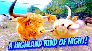 Evening with the Highland Cows  Homestead Farm Animals  Classes with ​⁠TheCrockers [upl. by Baryram]